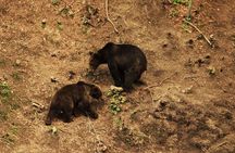 Small-group Brown Bear-watching experience from Brasov