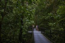 Full-day Cape Tribulation, Daintree and Mossman Gorge with lunch