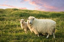 Dingle and Slea Head guided tour from Killarney