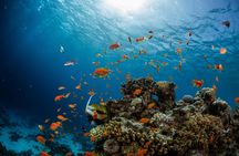 Glass-bottom boat tour from Sharm El Sheikh