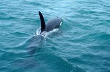 Private luxury whale watching safari from Tromsø