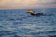 Private luxury whale watching safari from Tromsø