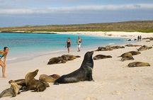 Lobos Island guided tour from San Cristobal Island