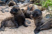 Lobos Island guided tour from San Cristobal Island