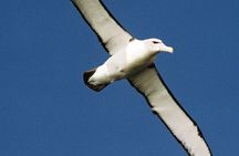 Bruny Island 3 hour wilderness cruise