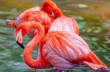 Zoo Tampa at Lowry Park