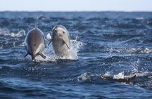 Dolphin watching tour from RIU Atoll and RIU Palace Maldivas