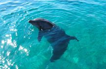 Dolphin watching tour from RIU Atoll and RIU Palace Maldivas