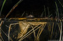 Gator Night 1-Hour Nighttime Airboat Tour at Sawgrass Recreation Park