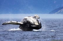 Baie-Sainte-Catherine whale watching cruise