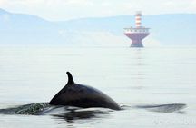 Baie-Sainte-Catherine whale watching cruise