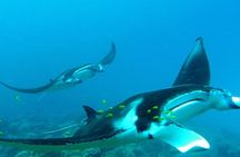 Lagoon private snorkeling tour in Bora Bora