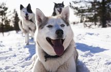 Visit a husky farm in Saariselkä