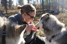 Visit a husky farm in Saariselkä