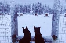 Visit a husky farm in Saariselkä