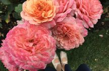 Best of Portland small-group walking tour