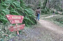 Portland Forest Park urban hiking tour