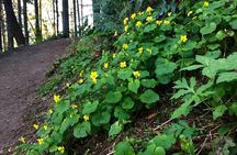 Portland Forest Park urban hiking tour