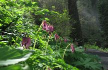Columbia River Gorge hidden waterfalls bike tour