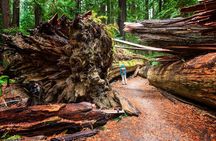 Redwoods Wine & Dine Tour