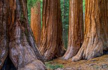 Redwoods, California Coast, & Sausalito Tour
