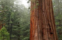 Redwoods, California Coast, & Sausalito Tour