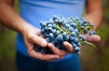 California Redwoods & Wine Country Tour