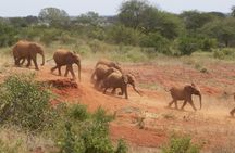 Sheldrick Wildlife Trust, Karen Blixen Museum and Giraffe Center tour