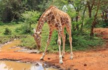 Sheldrick Wildlife Trust, Karen Blixen Museum and Giraffe Center tour