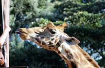 Half-day Karen Blixen Museum and Giraffe Center tour