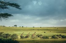 Full-day Nairobi National Park tour