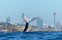 Sydney whale-watching cruise with breakfast or lunch