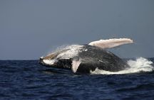 Sydney whale-watching cruise with breakfast or lunch