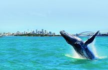 Sydney luxury whale-watching cruise with lunch