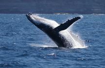 Sydney luxury whale-watching cruise with lunch