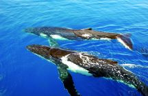 Sydney luxury whale-watching cruise with lunch