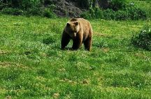 Visit to a Bear Sanctuary from Budapest
