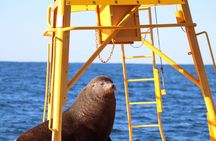 Humpback Whale encounter tour