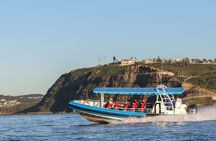 Humpback Whale encounter tour