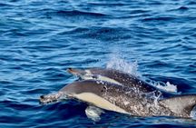Hunter coastal adventure boat tour