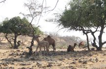 Jebel Samhan in Salalah full day tour