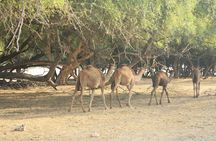 Jebel Samhan in Salalah full day tour