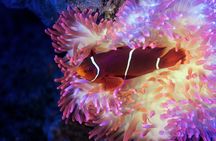 Cairns Aquarium Twilight guided tour with three course dinner