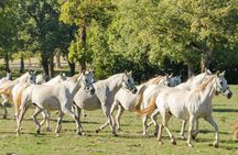 Guided tour of the Lipica Stud Farm and Skocjan Caves from Trieste