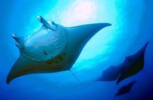 Combo sunset and manta ray snorkel experience