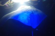Combo sunset and manta ray snorkel experience