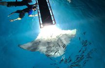 Late night manta ray snorkel experience