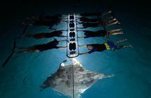 Late night manta ray snorkel experience