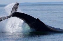 3-hour catamaran whale watching tour in Victoria