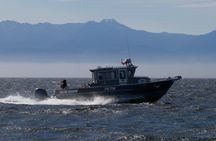 Marine wildlife & whale watching tour in Victoria